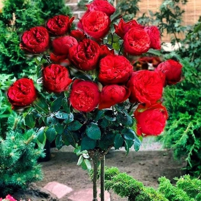 Ruža stablašica Nina Vajbul